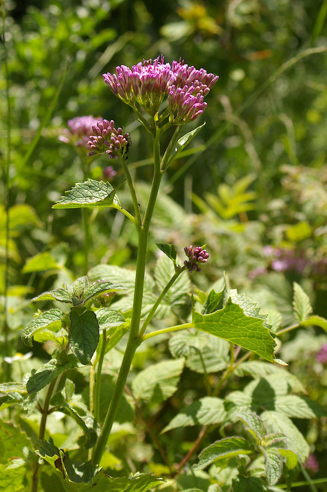 Adenostyles alpina (= glabra) e A. alliariae